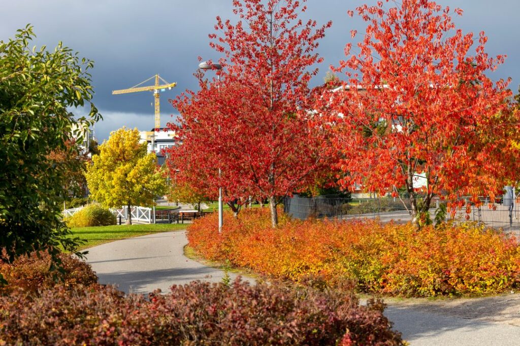 hapelähteenpuisto syksy