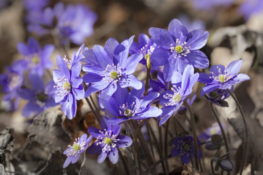 Sinivuokkoja keväisessä auringonpaisteessa.