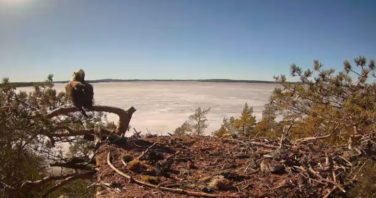 Sääksen pesä, taustalla jäinen Kallavesi.