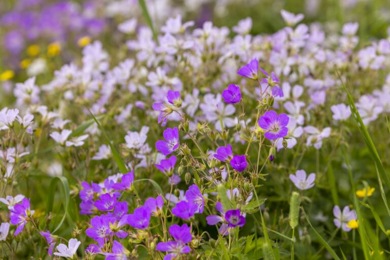 Violetteja, vaaleanpunaisia ja keltaisia kukkia.