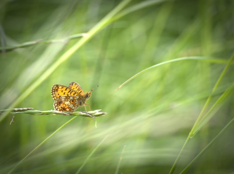 Vihreää taustakasvillisuutta sekä perhonen.