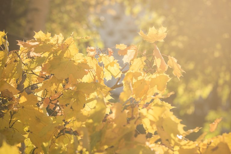 Keltaisia lehtiä puiden oksilla.